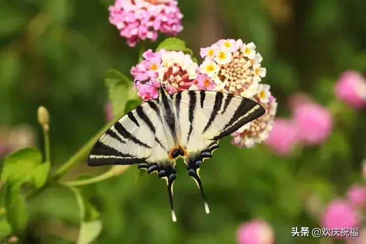 朋友圈早安唯美语录句子