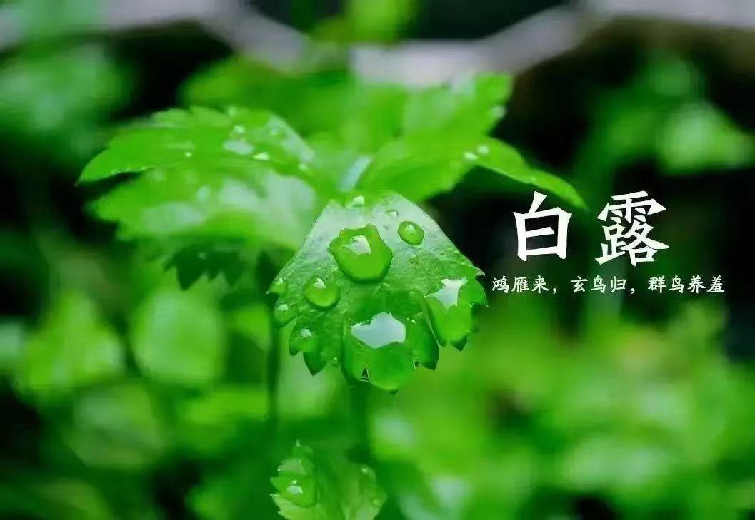 绝美的“白露”文案：白露随风起，满目风与月！